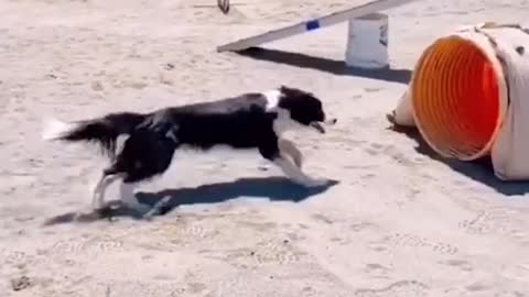 Funny Dog Running Obstacle Course With Amazing Speed!