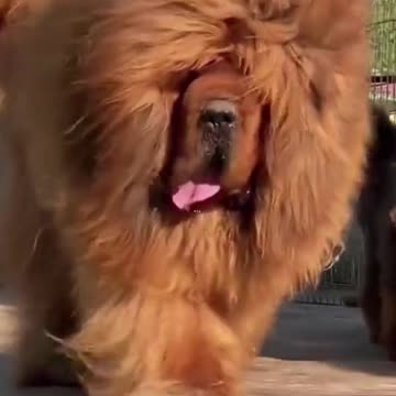 Biggest Dog Family | Big Dogs