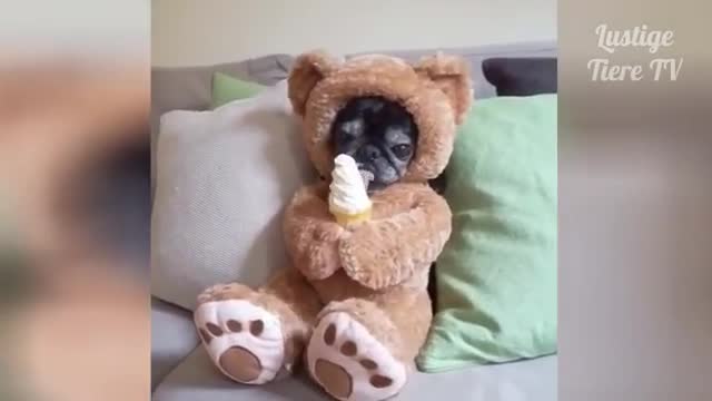 OMG Super cute - best funny cats and dogs compilation <3