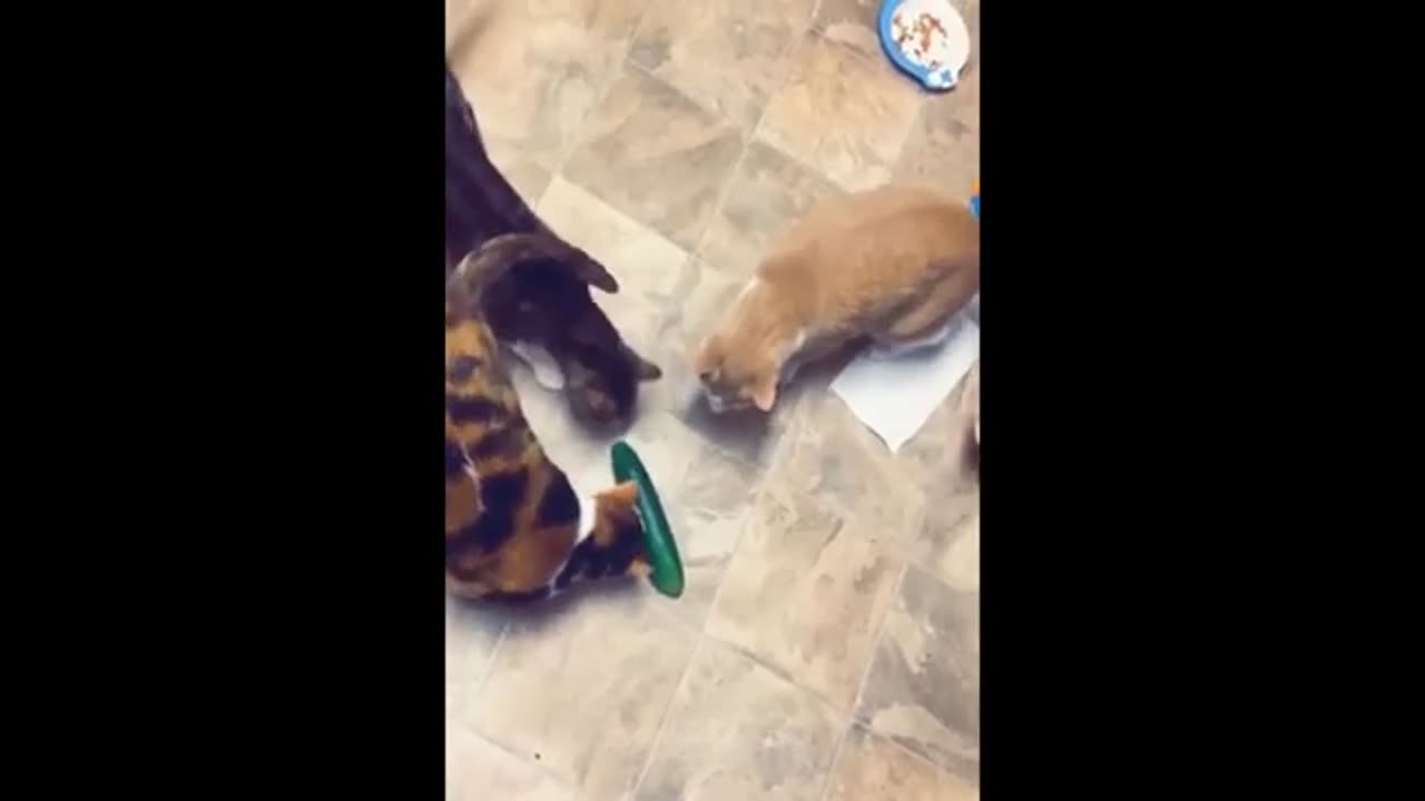 Funniest Cats and Dogs