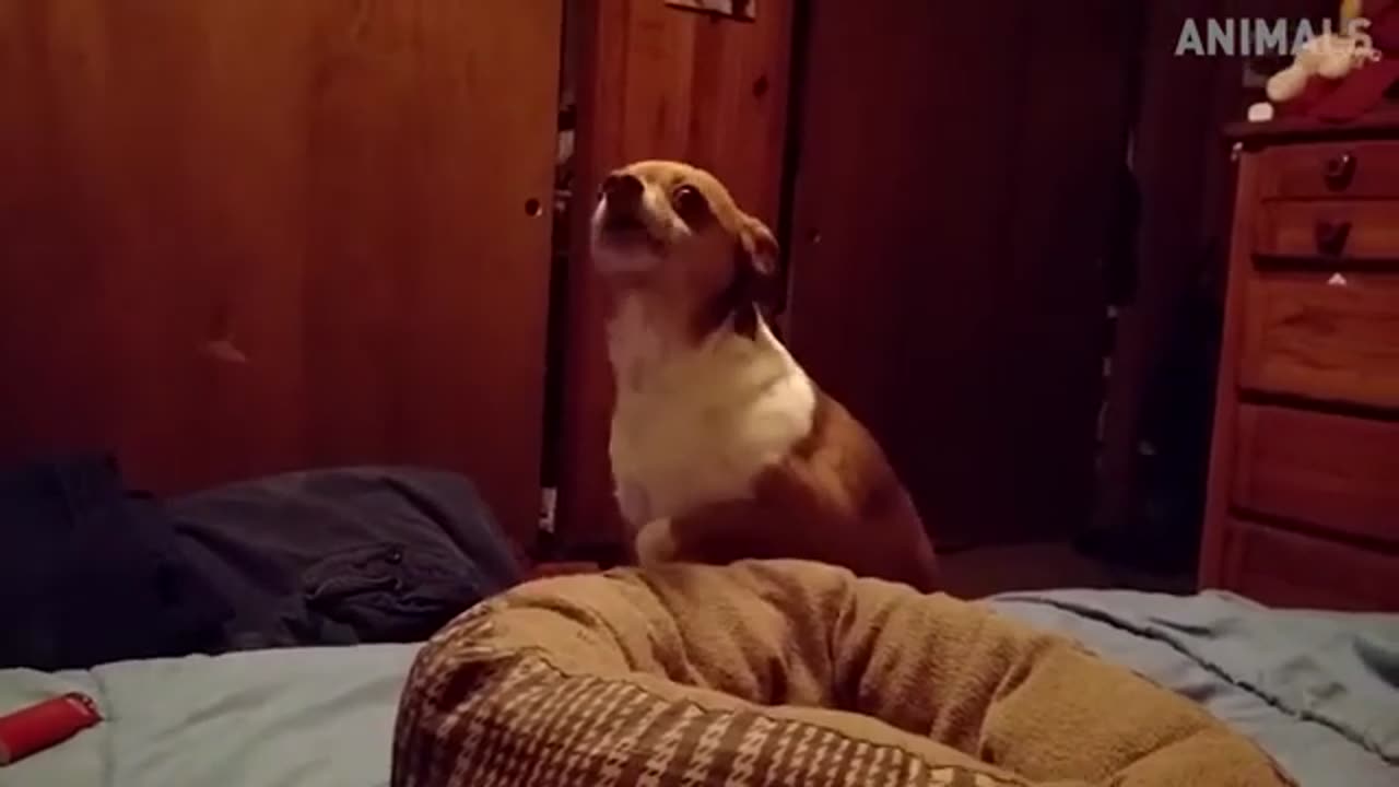 Funny Dogs Compilation 😂