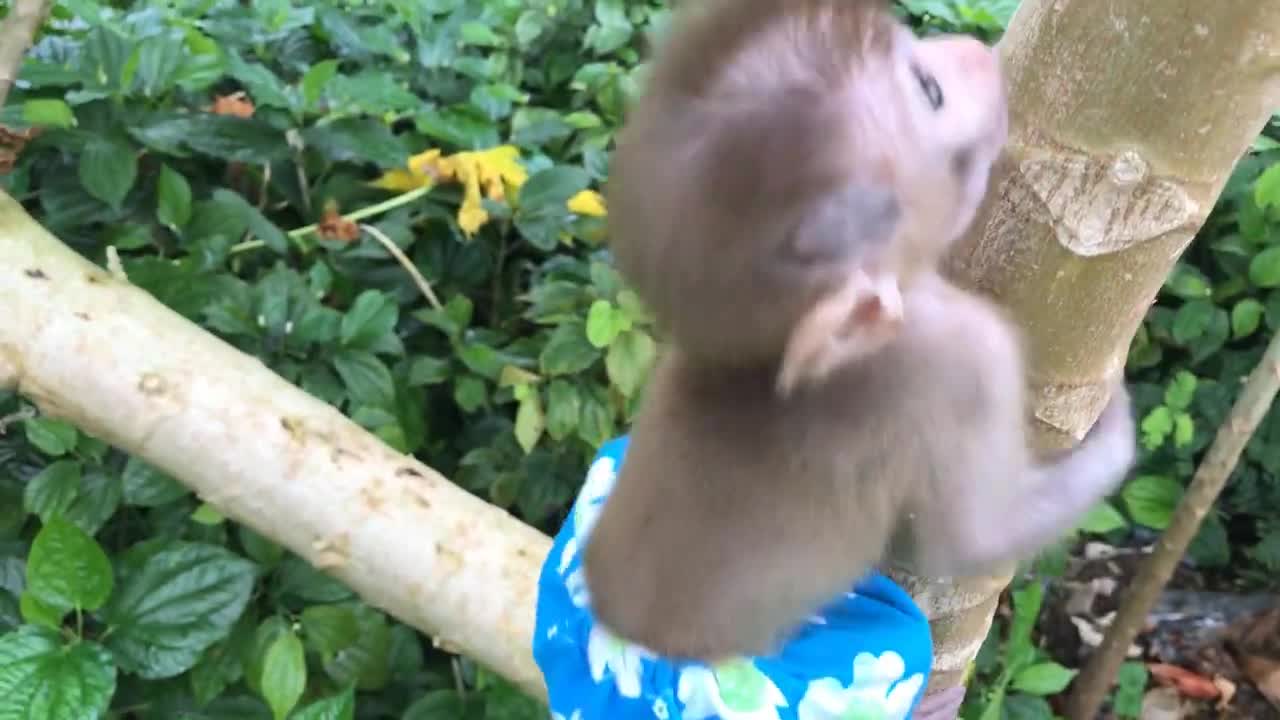 Bbaby Bonkey climbing tree, Animals home the latest funny animal videos for monkeys