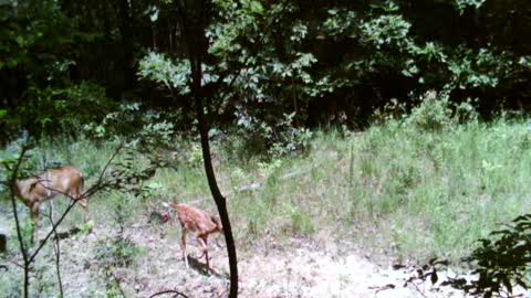 Doe and fawn