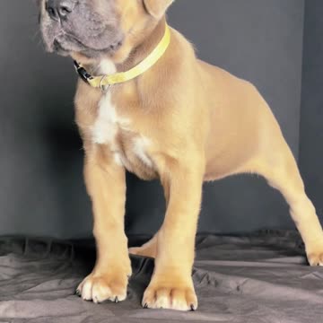 Cane Corso | Baby Cane Corso Dogs