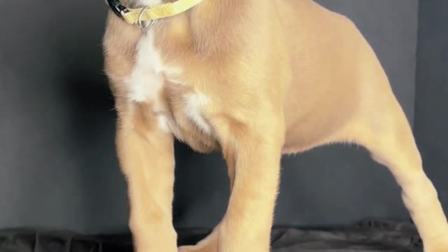 Cane Corso | Baby Cane Corso Dogs