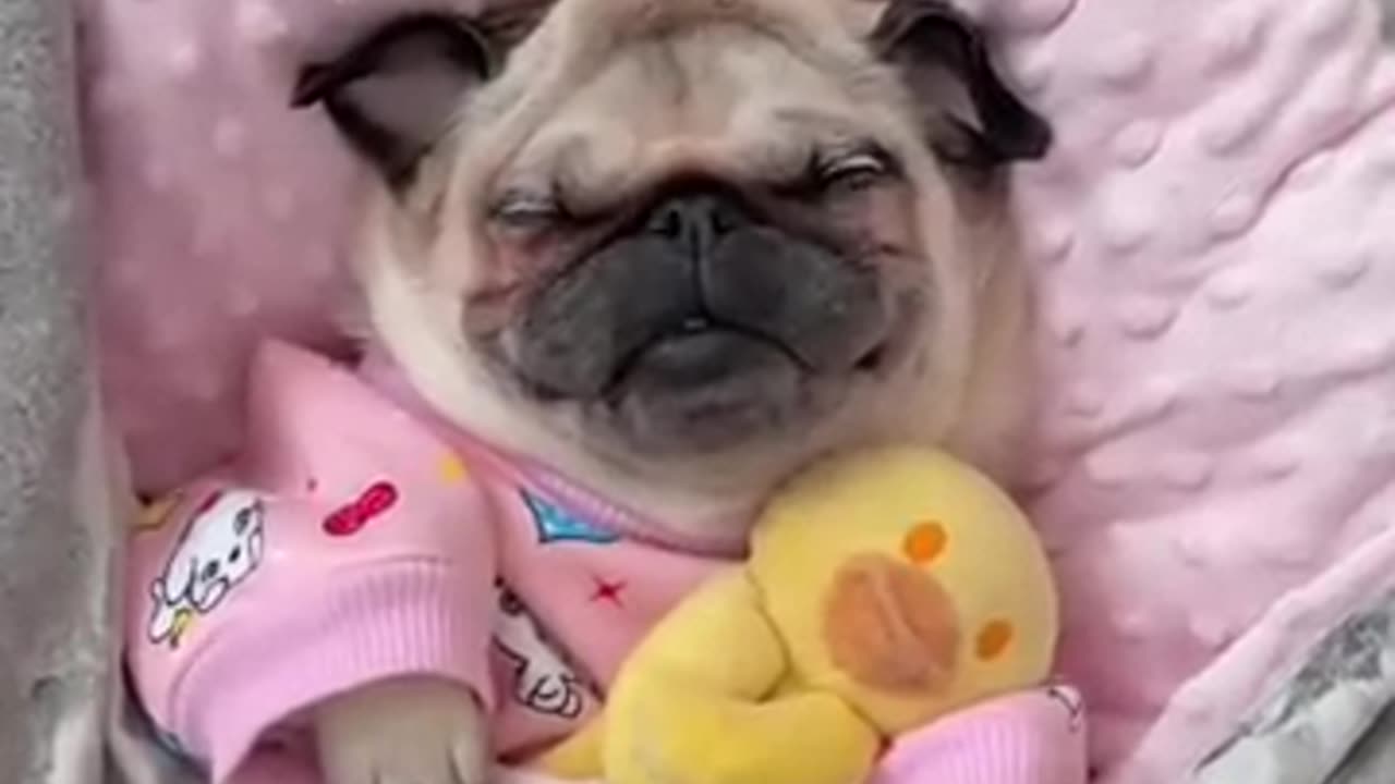 Funny pug