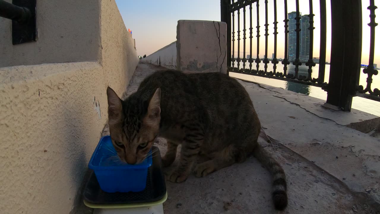 MICHAEL JACKSON - Homeless cat in Ras Al Khaimah, UAE #cat #cats #MichaelJackson #emirates #ae #UAE