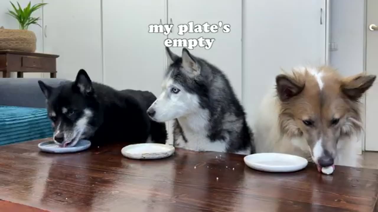 dogs reaction for vegetable.