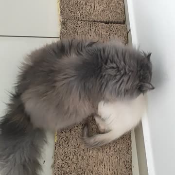 Naughty Cat: Princess don't eat your lil sister