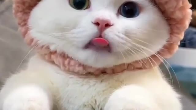 Adorable cat