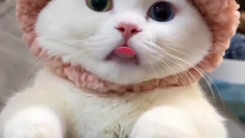 Adorable cat