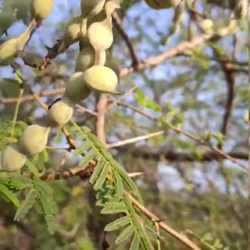 lovely nature flowers and butterfly