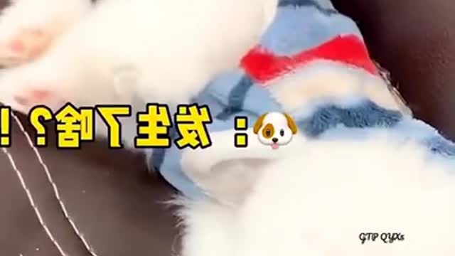 Dog fanny video