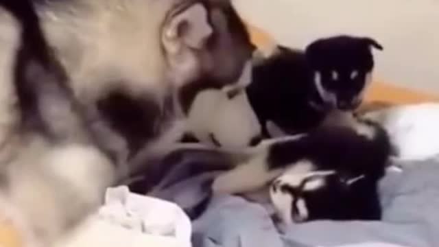 Husky mom plays with her puppies