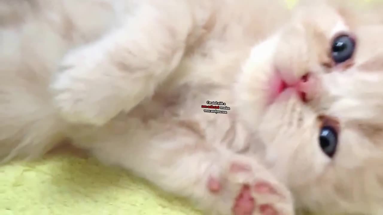 cute and funny cats ☺