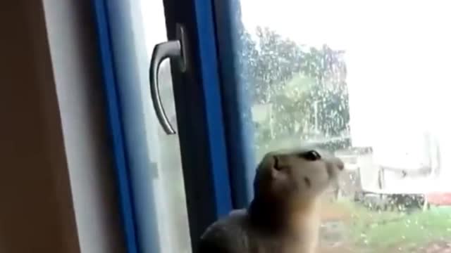 Episode II Collection of cute animals