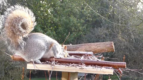 Cute squirrel looks for food