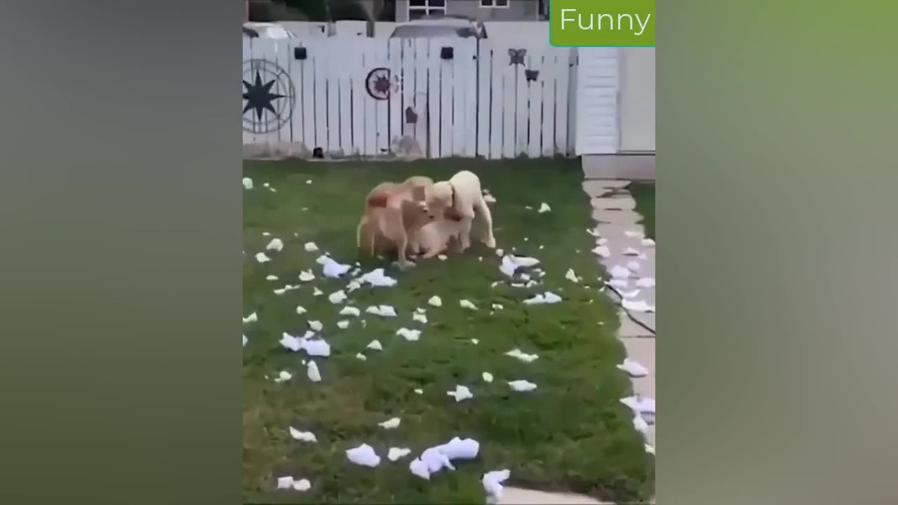 Best Funny Animal Videos 20