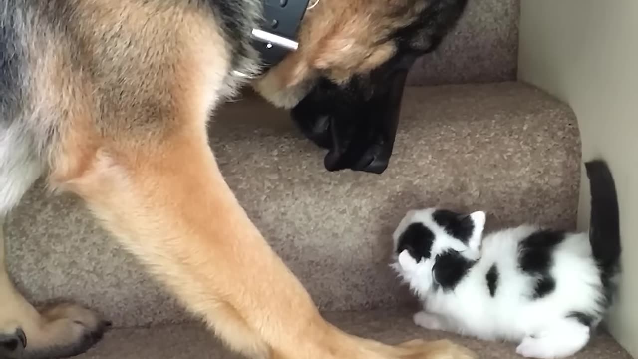 HELPFUL DOG ❤️ || HELPING A KITTEN 🐾