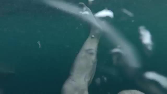 GoPro: Man Fights Off Great White Shark In Sydney Harbour