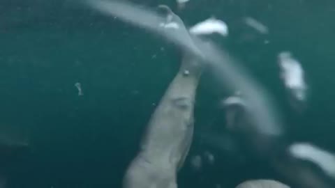 GoPro: Man Fights Off Great White Shark In Sydney Harbour