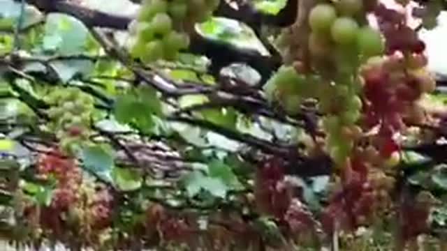 clip about vineyard