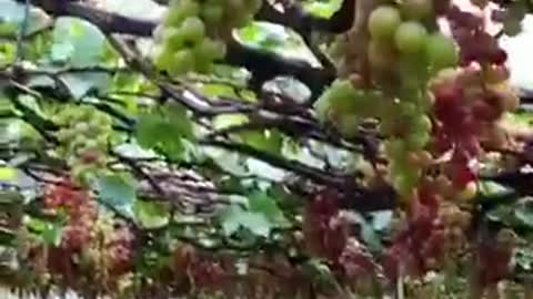 clip about vineyard