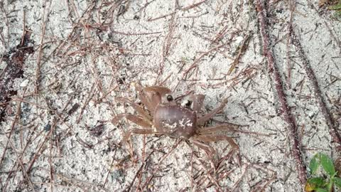 Another Little ghost crab blur during daytime part 2