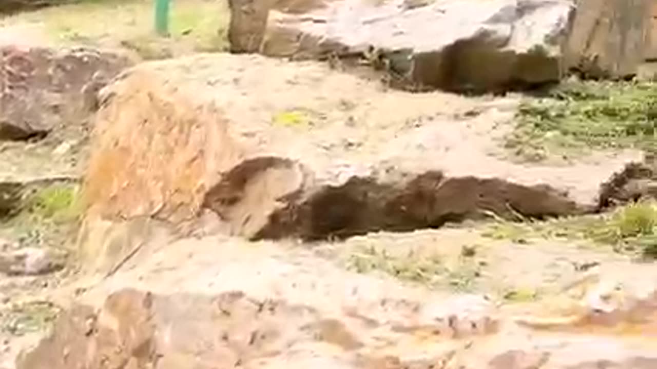 Funny cats / dogs - Funny animal videos Part5