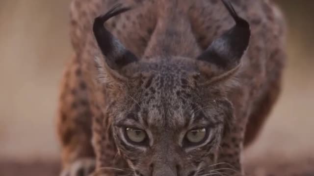Animals New videos Collection 2022