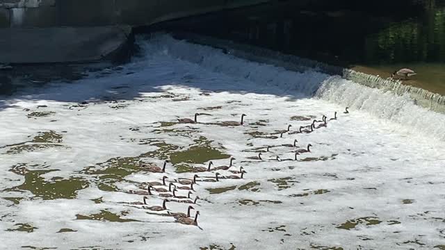 Canada Geese swimming around