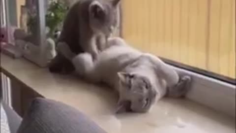 Best Funny Cat Videos |funniest cats and dogs videos| best funny animal videos 2022 | #shorts #short