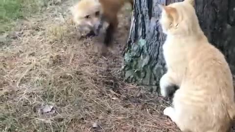 Fox against cat !!! 🦊🐱