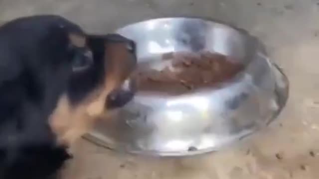 Never Underestimate the Power of Little Rottweiler Puppy!!