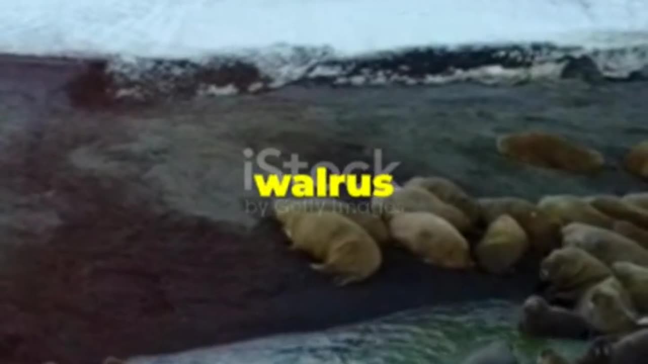 Mind-Blowing Walrus Facts You Didn't Know!