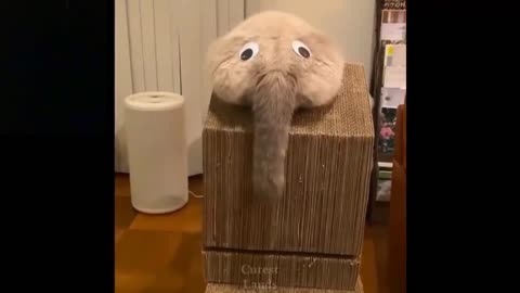cute and funny pets,You should be happy to see them
