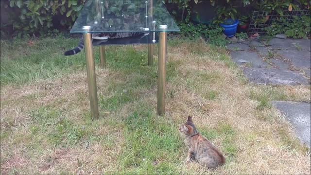 Cats Trying to Fight Are Confused by a Glass Table!