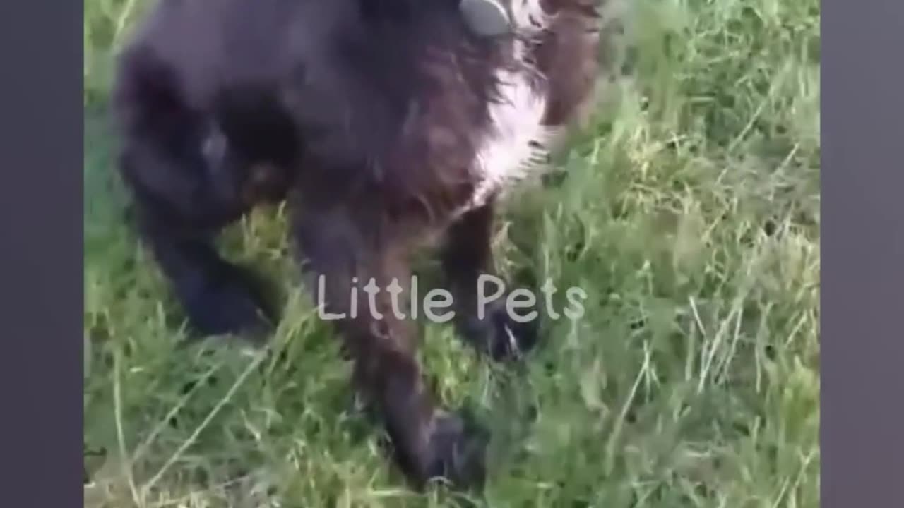 FUNNIEST ANIMALS 16