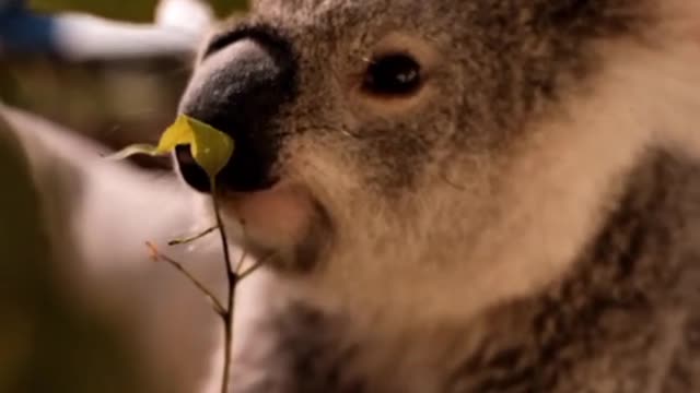 CUTE KOALA 🐨🐨🐨