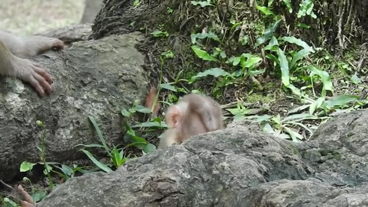 Funny Monkey