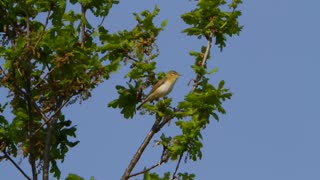 Willow Warbler. Full Song.