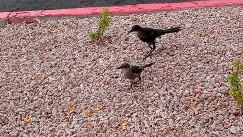 Cute birds i feed at work 1 min video