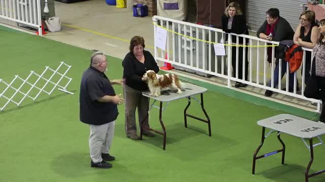 Stacking Show Dogs & Fixing Problems With Eric Salas.