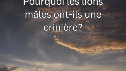 Fait sur le Lion 10 - Pourquoi les lions mâles ont-ils une crinière?