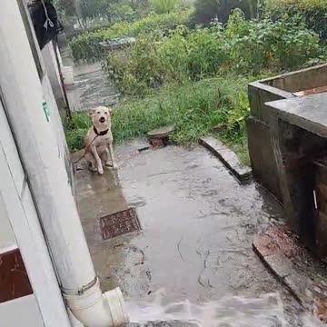 he did not like when he was left out in the rain