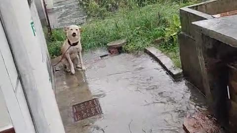 he did not like when he was left out in the rain