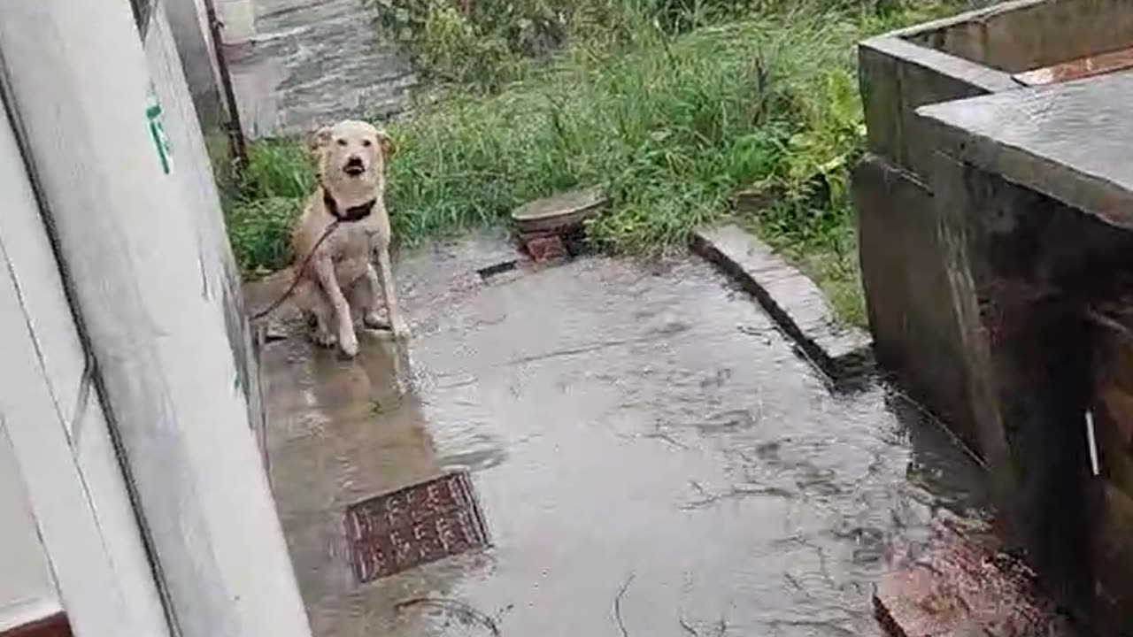 he did not like when he was left out in the rain