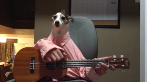 Hilarious dogs with human hands