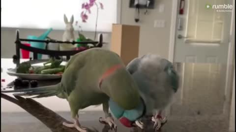 Parrots incredibly talk to one other like humans