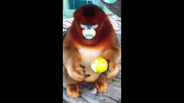 Monkeys eat oranges. It's too magical